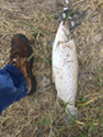Brown Trout caught after work at Yellowtail Dam. The outflow from Yellowtail Dam and Yellowtail Afterbay Dam create many miles of premier trout fishing on the Bighorn River.(An additional benefit of working for Reclamation).