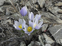 Pasque Flower at Pole Hill.