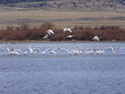 Several thousand swans use the Canyon Ferry Wildlife Management Area as a rest stop on their journey north in the spring.