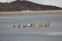 Elk going for a swim in Flatiron Reservoir on a warm day in April.