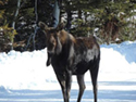 Bull Moose by Sherburne dam in the winter.