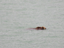 Female Grizzly going for a swim by Sherburne Dam.
