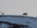 Elk on the Horizon Winter, near Babb, Mont. Reclamation Office.
