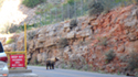 Falling rocks is a known hazard outside the Yellowtail Power Plant, one needs to be aware of unanticipated hazards as well, such as this bear and her cub.