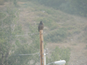 Eagle Chilling on power pole by Sherburne Dam outlet.