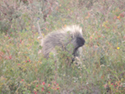 Porcupine on Canal in Babb, Mont.