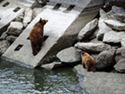 Momma and baby bears just below the employee entrance to the Yellowtail Dam Power Plant.