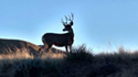A buck mule deer above the Yellowstone Valley.