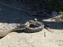 Watch your step while working at Heart Butte Dam. Bull snakes are active on walkways in the Spring.