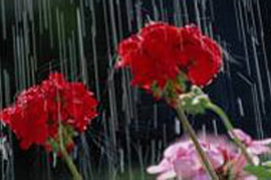 Water falling on two red geraniums.
