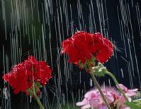 Water falling on two red geraniums.
