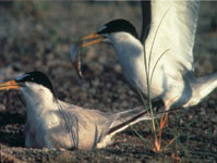 Photo of two least terns.