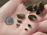 Size comparison of mussels in relation to a dime