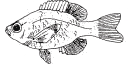 Drawing of Bluegill