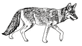 Drawing of Coyote