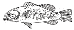 Drawing of Largemouth Bass