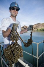 quagga mussels on metal and rope at Parker Dam