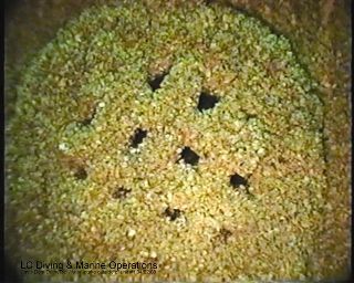 Quagga mussels on Davis Dam domestic water supply intake