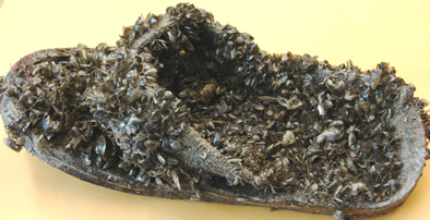Mussel encrusted flip-flop found at Parker Dam - Dec 2008