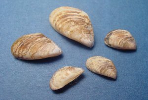 quagga mussels