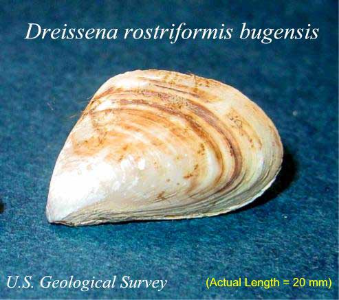 USGS image of a quagga mussel 