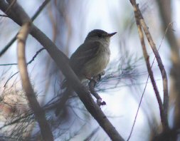 endangered Southwestern Willow flycatcher