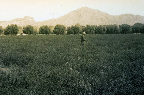 A 1909 view of an alfalfa field with olive hedge fence. (Reclamation photograph)