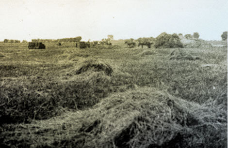 Irrigation turned former desert into productive agricultural land as this hay field near Chandler illustrates, 1906. (Reclamation photograph)