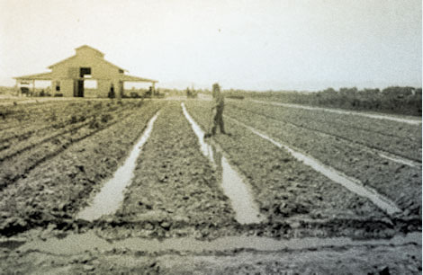 Furrow irrigation on Mr. A.B. Fowler's Ranch, 1911. (Reclamation photograph)