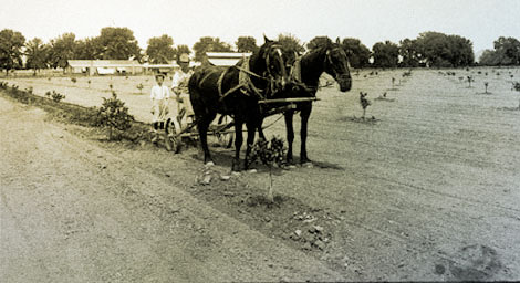 This young orange grove near Camelback Mountain is located on desert soil and receives water from the Arizona Canal. John Wesley Powell's idea to classify lands by their resources was an attempt to ensure that lands with good soil conditions were made available for cultivation. These lands offered a better chance for success by farmers. Land classification eventually became a requirement by the U.S. Reclamation Service (and later the Bureau of Reclamation) for new irrigation projects. (Reclamation photograph)