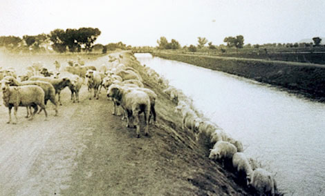 Canal maintenance was an on-going problem, and Government sheep were used to control weeds and grass along the canals, 1914. (Reclamation photograph)