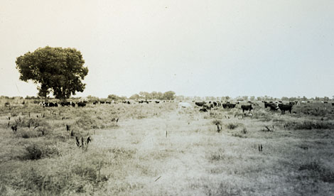 Alfalfa fields were common throughout the valley, and milk cows were another part of the valley economy.  (Reclamation photograph)