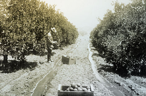 Citrus orchards dotted the valley once a reliable water supply was assured with the completion of Roosevelt Dam. (Reclamation photograph)