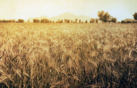 Amber waves of grain with Camelback Mountain on the horizon. (Reclamation photograph)