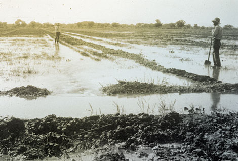 A reliable water supply allowed for flood irrigation of some fields. (Reclamation photograph)