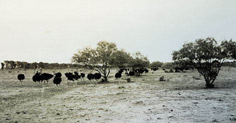 Raising ostriches for their feathers supplemented the income of Chandler farmers until fashions changed and ostrich feather hats went out of style. (Reclamation photograph)