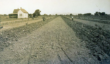 This sugar beet field was located in Glendale. Russian immigrants familiar with growing sugar beets were hired to tend the fields. (Reclamation photograph)