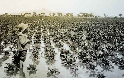 A young child stands ankle-deep in an irrigated field of what may be broad-leaf lettuce. (Reclamation photograph)