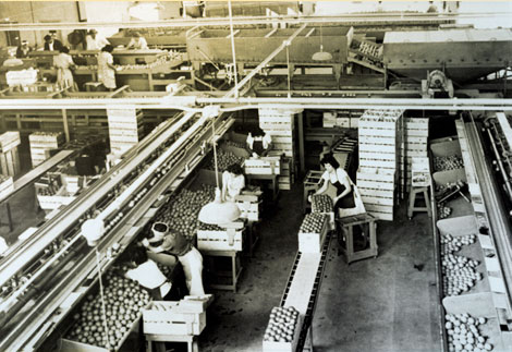 Citrus packing shed of the Yuma Mesa Fruit Growers where workers grade and package fruit after it has traveled via a conveyor belt through cleaning and washing machines. (Reclamation photograph)