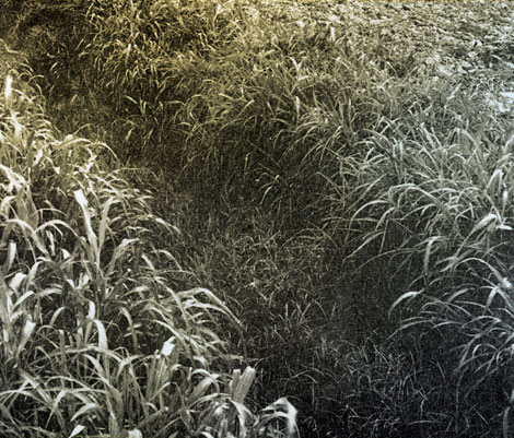 Half and Half – a stand of Johnson Grass treated with an emulsion of 50 percent aromatic oil and 50 percent water. Each of the seven applications was made at a rate of 160 gallons per acre, using a total of 560 gallons of aromatic oil per acre. Note heavy growth of grass which remains.