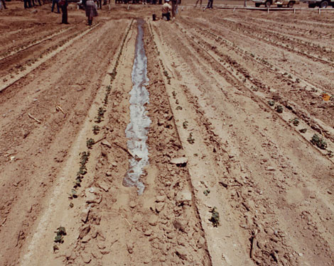 The first water delivered from the Central Arizona Project's Hayden-Rhodes Aqueduct, reaches crops growing in the Harquahala Valley Irrigation District, west of Phoenix, Ariz. Photo courtesy of HVID.