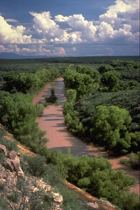 The San Pedro Riparian National Conservation Area, containing about 40 miles of the upper San Pedro River, was designated by Congress on November 18, 1988. Photo courtesy of the U.S. Bureau of Land Management.