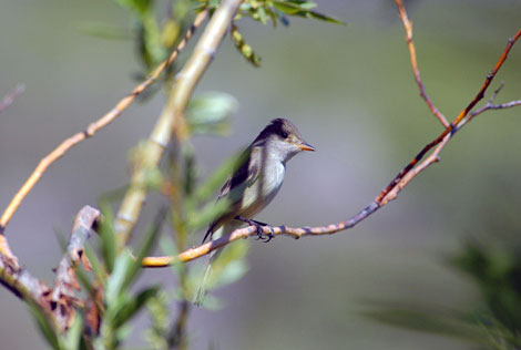 Southwestern Willow Flycatcher. Photo by Dave Menke, U.S. Fish and Wildlife Service.