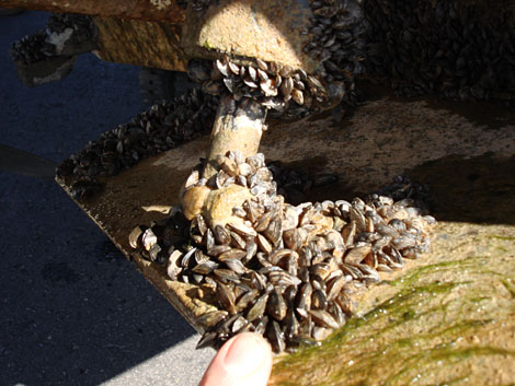Quagga Mussels attached to a Reclamation boat. (Reclamation photograph)
