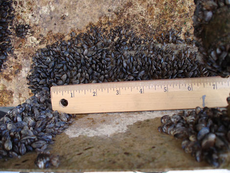 Quagga Mussels attached to a Reclamation boat. (Reclamation photograph)