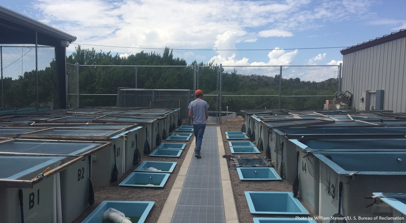 Photo of spawning tanks and raceways at the Aquatic Research and Conservation Center.