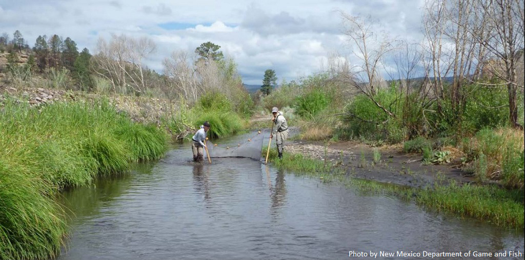 Photos of biologists using a seine to catch fish.