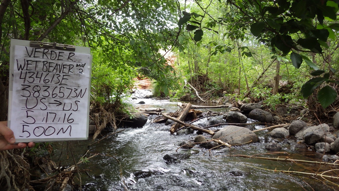 Photo of Wet Beaver Creek fish monitoring site.