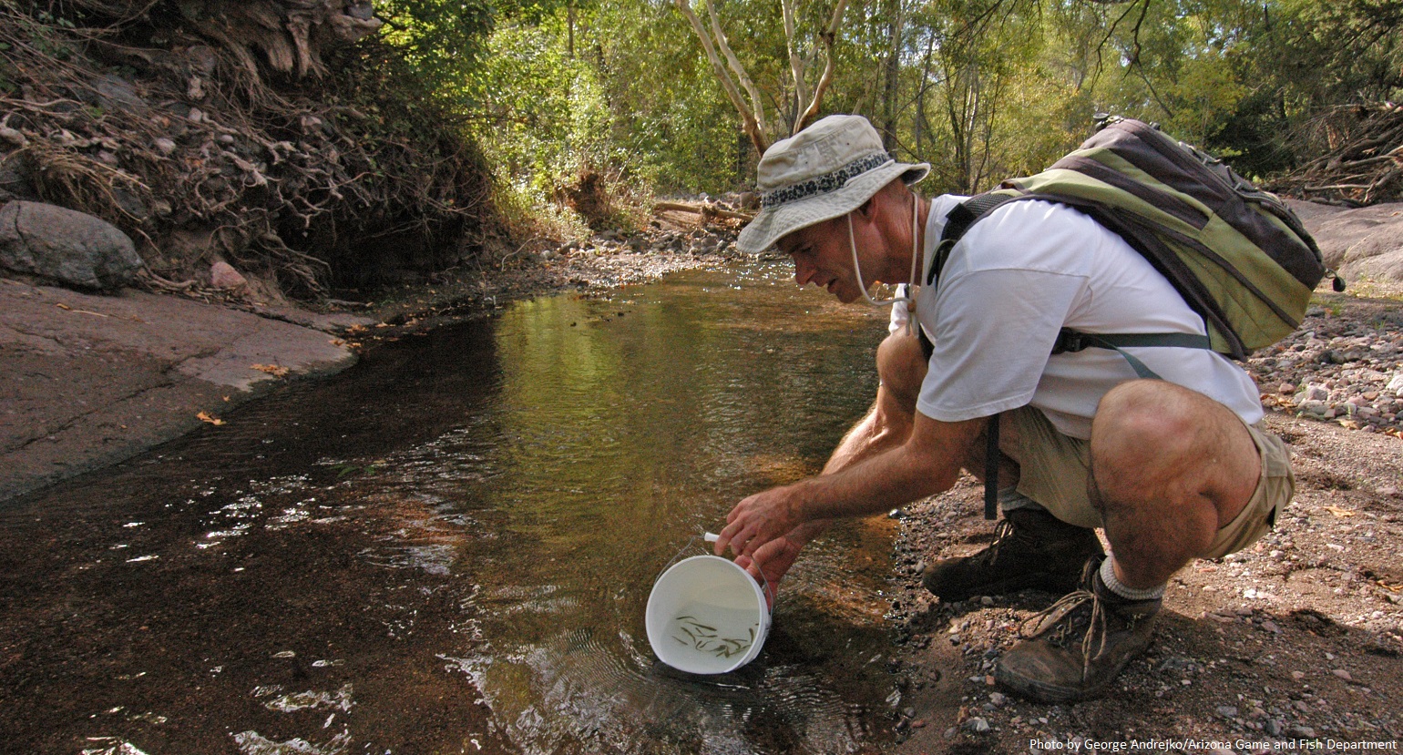 Photo of biologist stocking native fish into a stream.