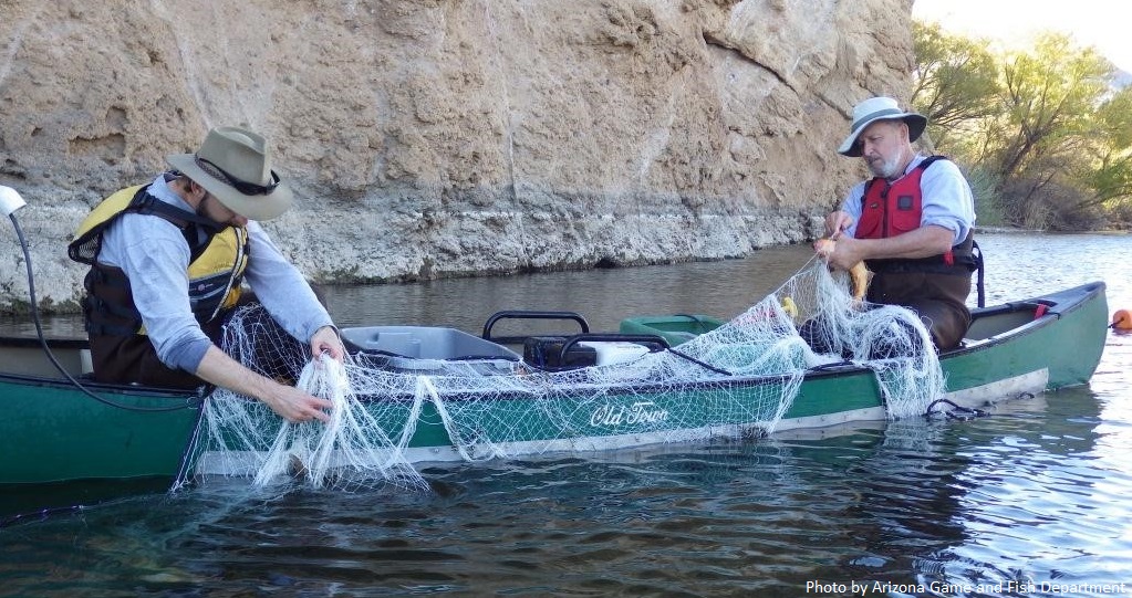 Photo of biologists electrofishing into a seine.